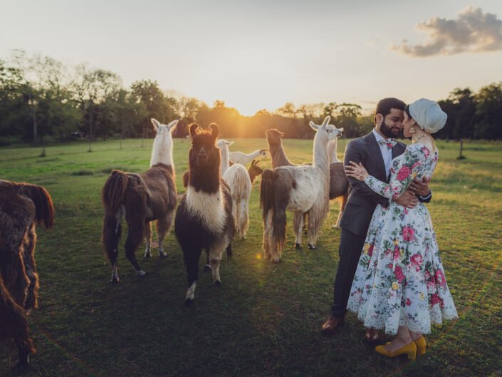 Bride Groom Wedding Portrait Outdoor Woodsedge Farm Alpacas